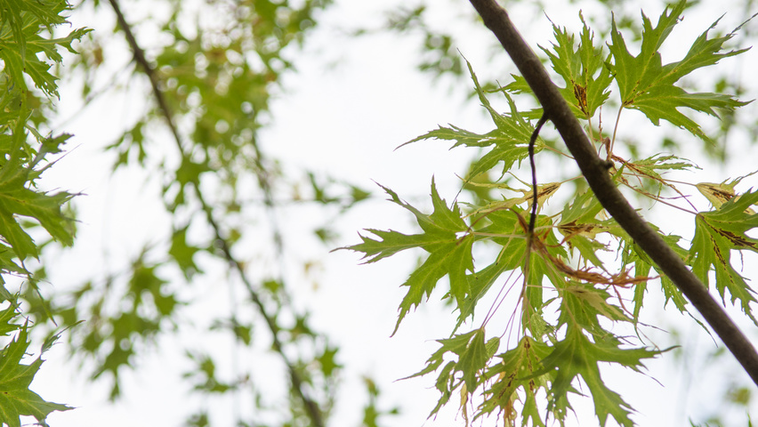 Acer saccharinum 'Born's Gracious' liście
