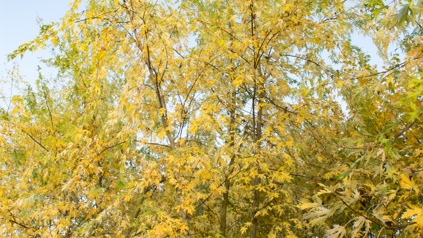 Acer saccharinum 'Born's Gracious' wielopniowy