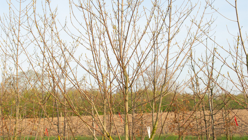Acer saccharinum 'Born's Gracious' wielopniowy