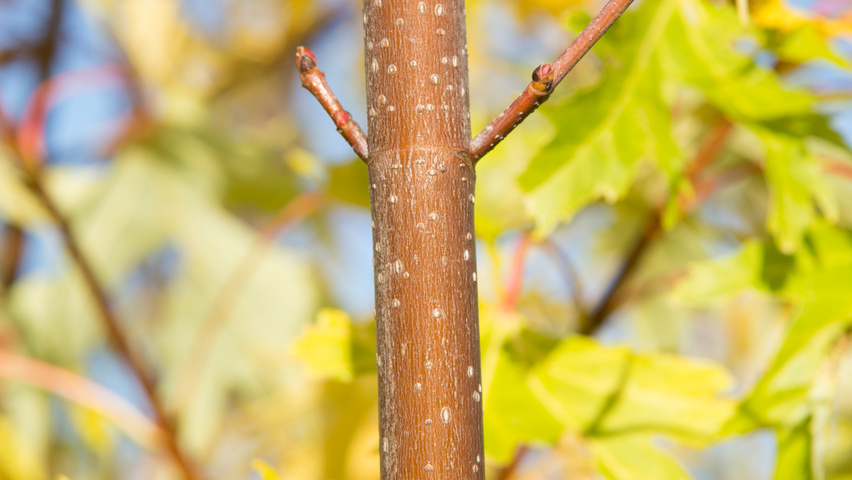 Acer saccharinum 'Born's Gracious' pędy