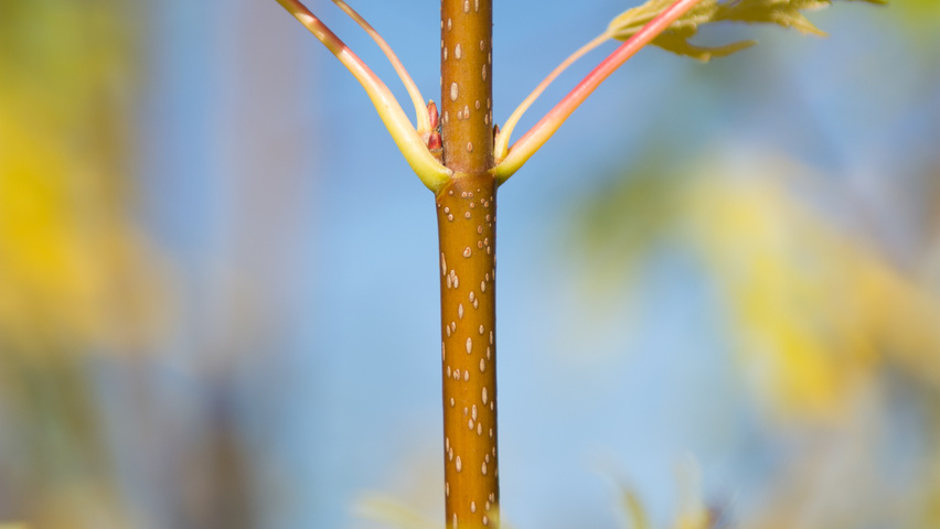 Acer saccharinum 'Born's Gracious' pędy