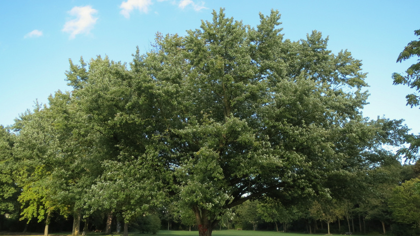 Acer saccharinum Деревья с необычной формой роста