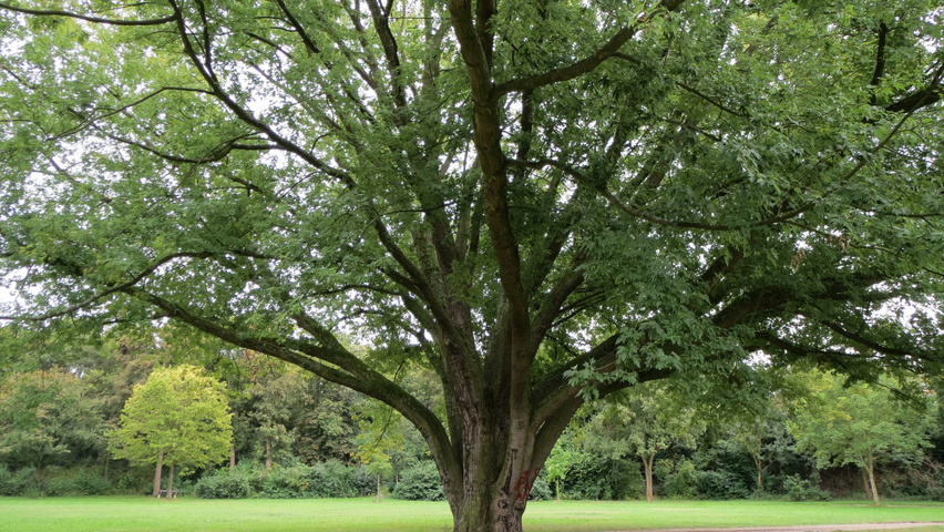 Acer saccharinum Деревья с необычной формой роста