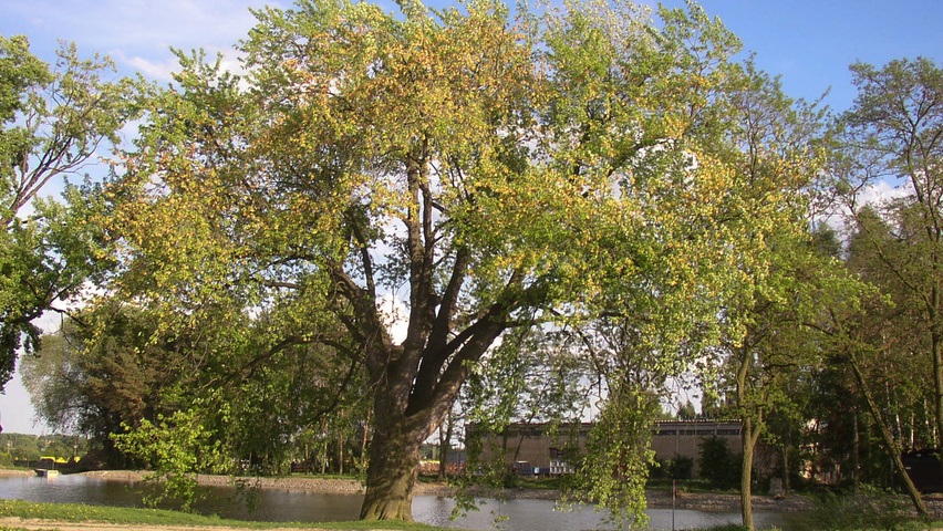 Acer saccharinum Деревья с необычной формой роста