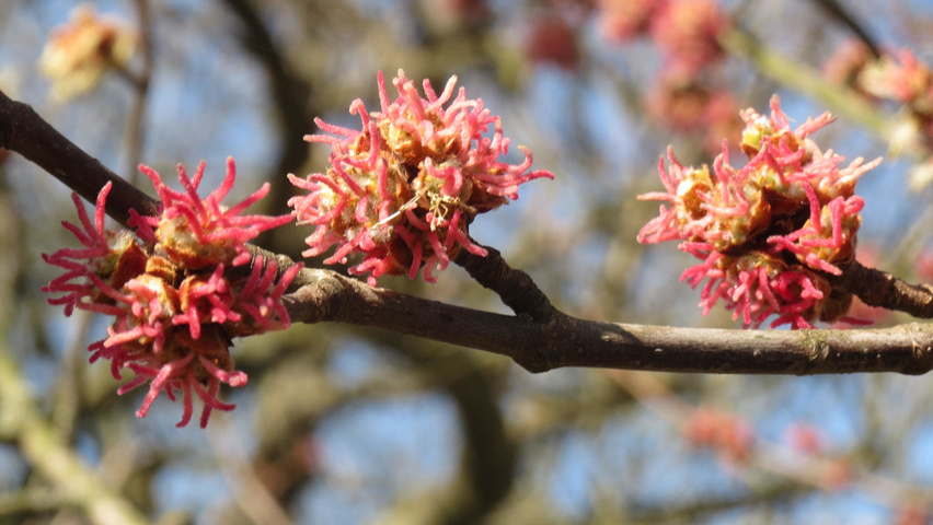 Acer saccharinum цветки
