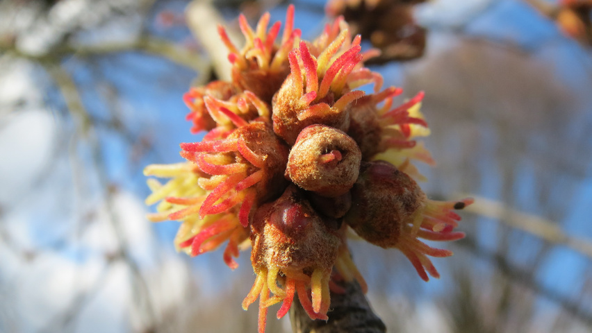 Acer saccharinum цветки