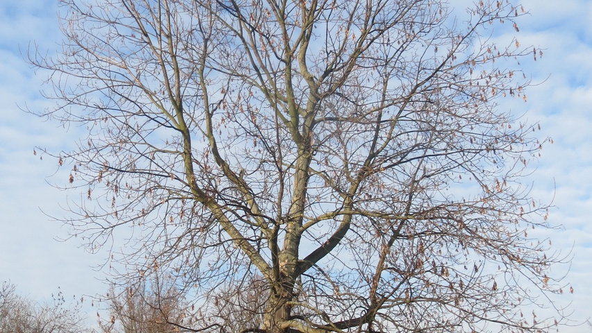 Acer saccharinum Деревья с высоким стволом (стандарт)