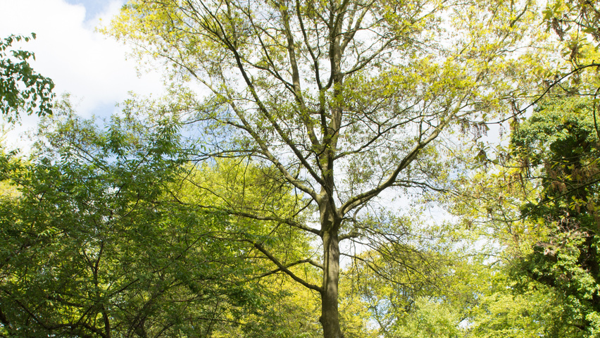 Acer saccharinum Деревья с высоким стволом (стандарт)