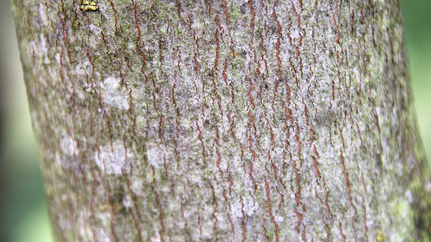 Acer saccharinum 'Laciniatum Wieri' bast
