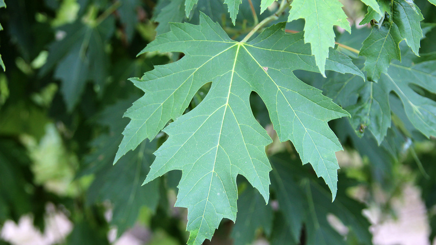 Acer saccharinum 'Laciniatum Wieri' blad