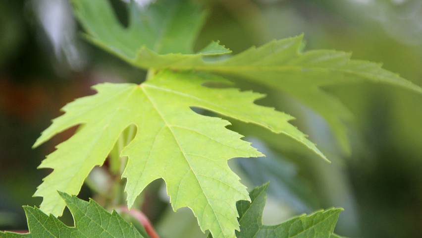 Acer saccharinum 'Laciniatum Wieri' blad