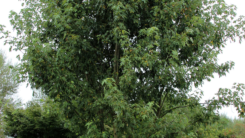 Acer saccharinum 'Laciniatum Wieri' meerstammig