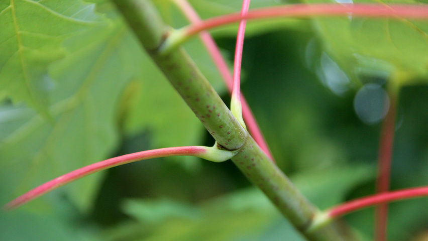 Acer saccharinum 'Laciniatum Wieri' twijgen