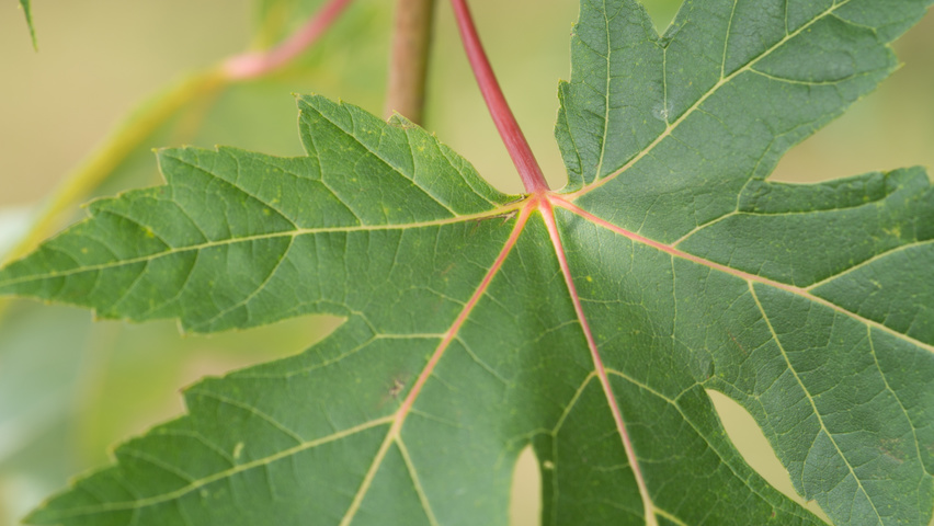 Acer saccharinum листья
