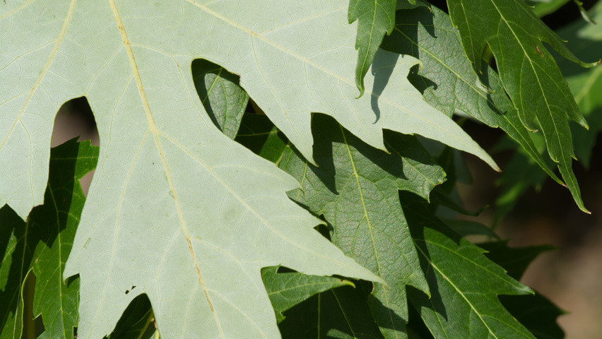 Acer saccharinum листья