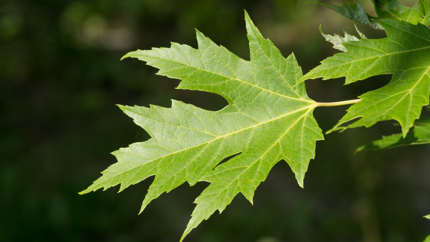 Acer saccharinum листья