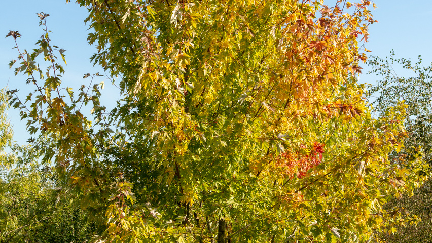 Acer saccharinum Многоствольные деревья