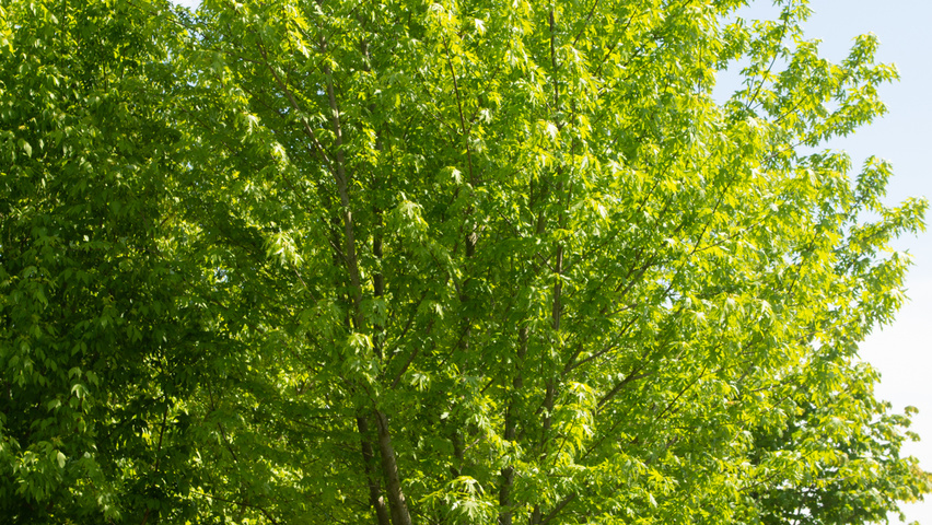 Acer saccharinum Многоствольные деревья