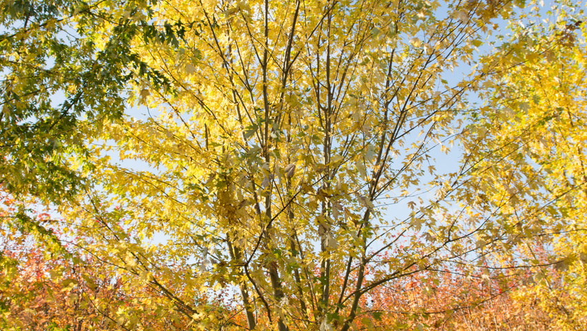 Acer saccharinum Многоствольные деревья