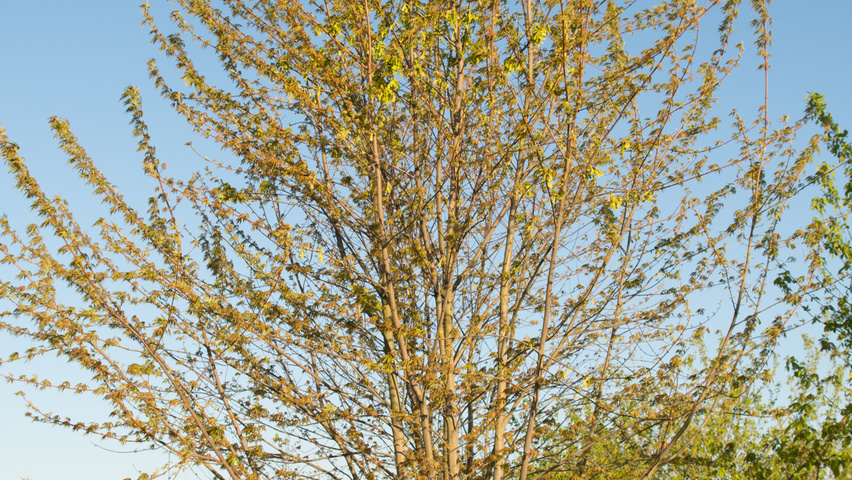 Acer saccharinum Многоствольные деревья