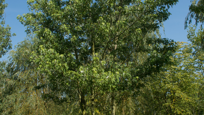 Acer saccharinum Многоствольные деревья