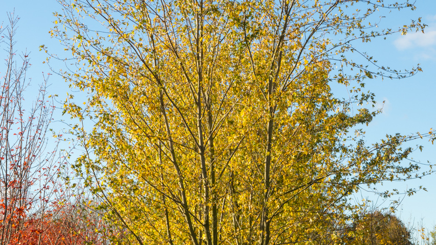 Acer saccharinum Многоствольные деревья