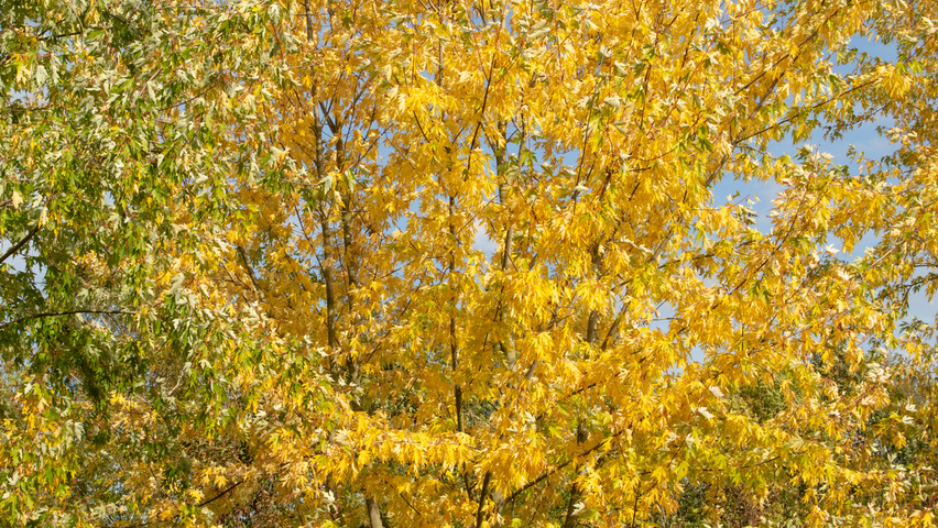 Acer saccharinum Многоствольные деревья