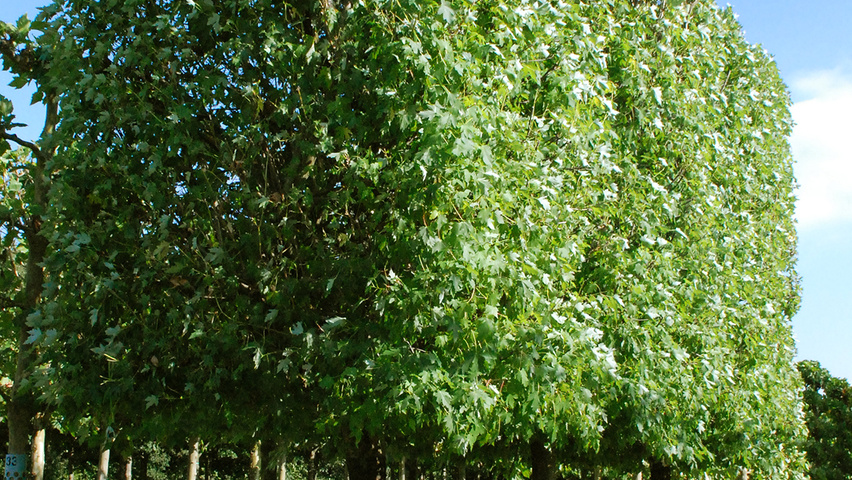 Acer saccharinum 'Pyramidale' bloc