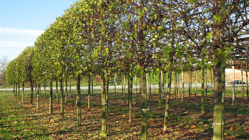 Acer saccharinum 'Pyramidale' espalier