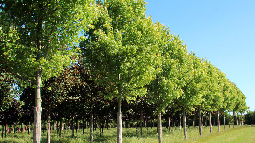 Acer saccharinum 'Pyramidale' haute tige