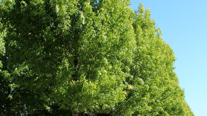 Acer saccharinum 'Pyramidale' haute tige