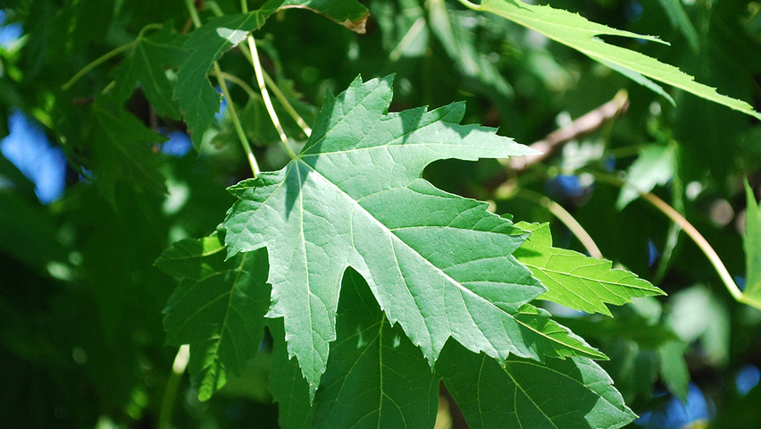 Acer saccharinum 'Pyramidale' Feuilles
