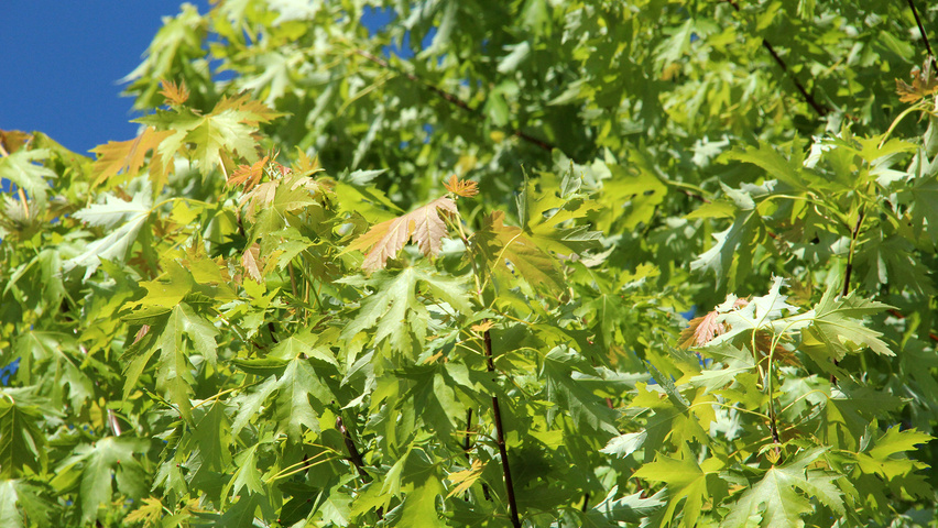Acer saccharinum 'Pyramidale' Feuilles