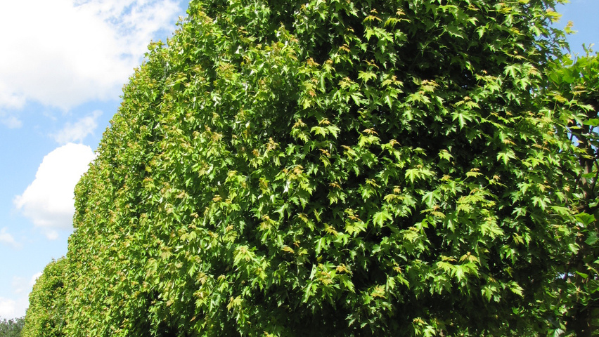 Acer saccharinum 'Pyramidale' palissé