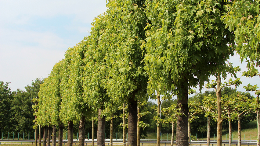 Acer saccharinum 'Pyramidale' palissé