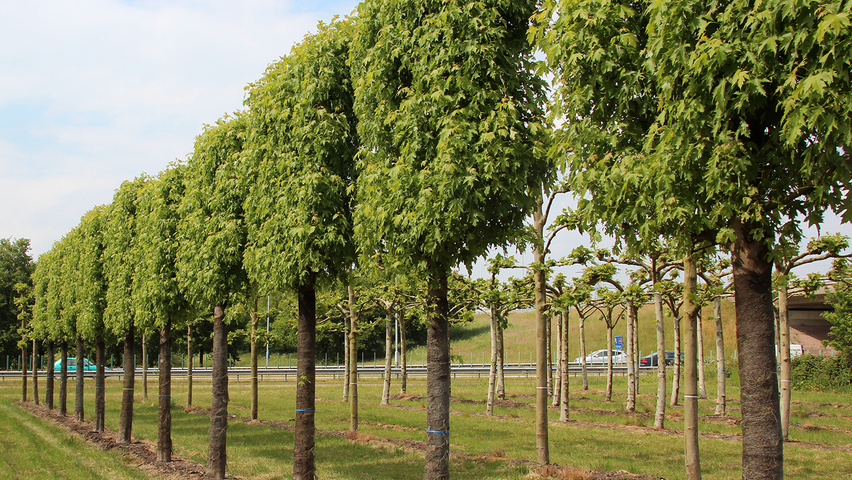 Acer saccharinum 'Pyramidale' palissé