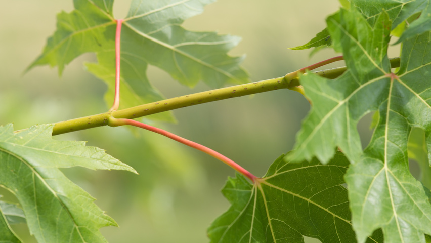 Acer saccharinum ветви