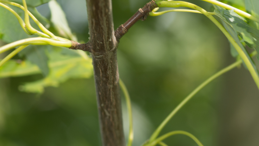 Acer saccharinum ветви
