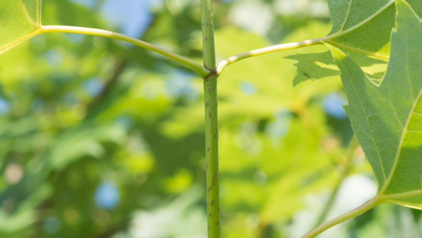 Acer saccharinum ветви