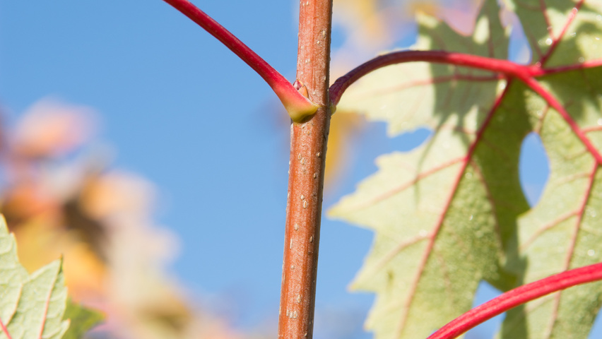Acer saccharinum ветви