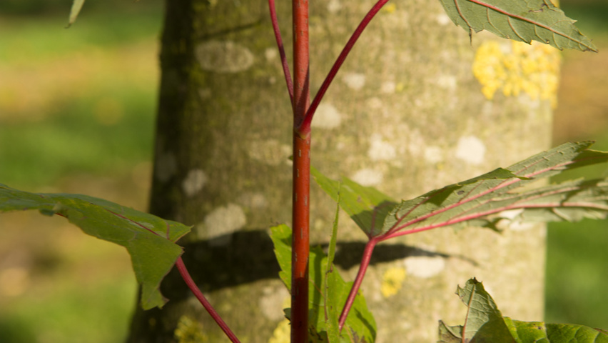 Acer saccharinum ветви