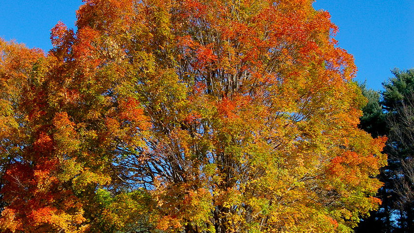 Acer saccharum hochstämmig