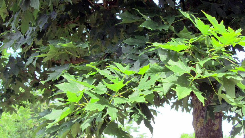 Acer saccharum 'Legacy' Feuilles