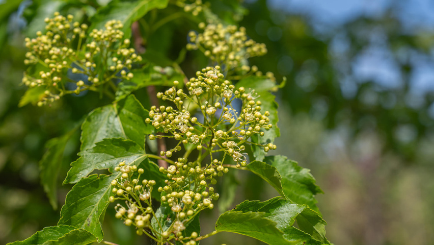 Acer tataricum 'Flame' bloem