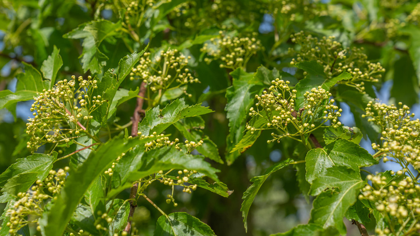 Acer tataricum 'Flame' bloem