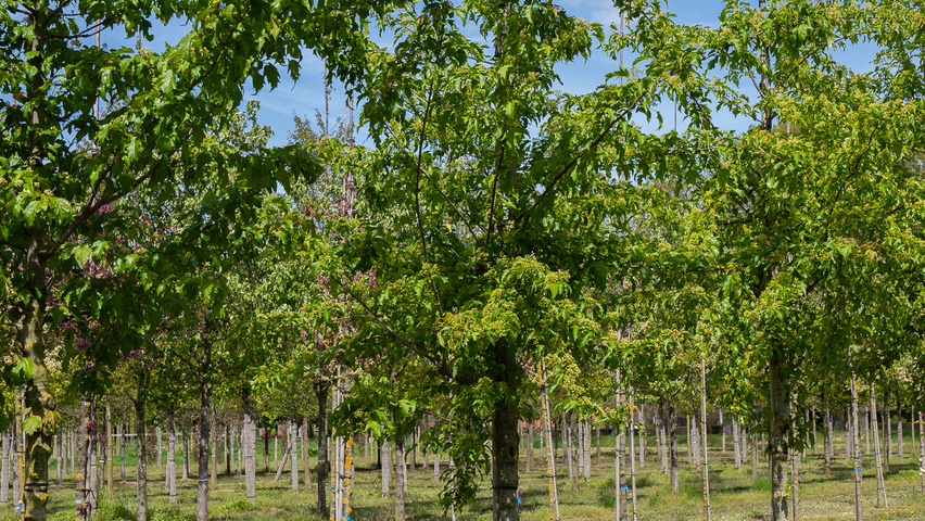 Acer tataricum 'Flame' hoogstam