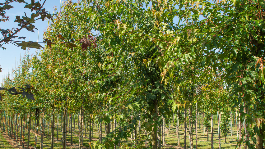 Acer tataricum 'Flame' hoogstam
