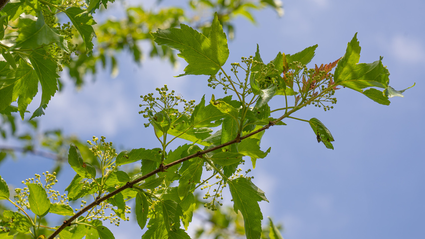Acer tataricum 'Flame' blad