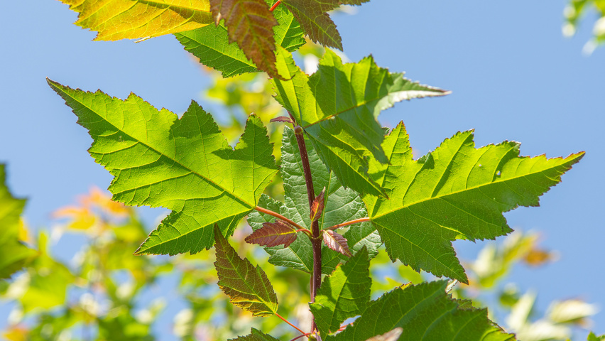 Acer tataricum 'Flame' blad