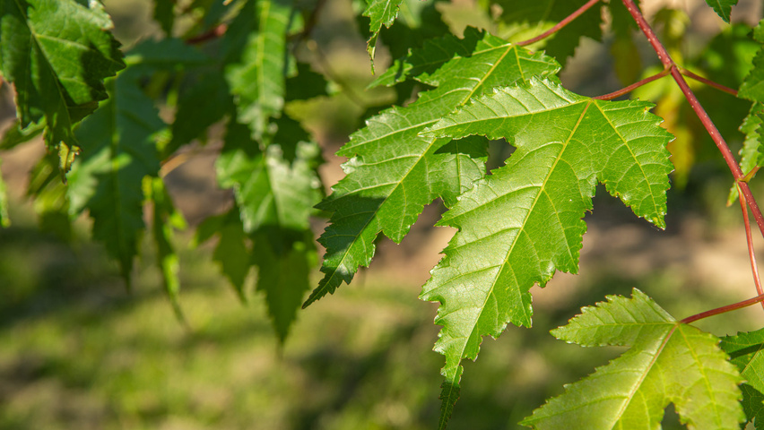 Acer tataricum 'Flame' blad